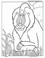 Coloring Mandrill Mandril Pages Animal Mae Jemison Primates Animals Printable Zoo Color Planet Colouring Monkey Kids Books Book Baboon Au sketch template