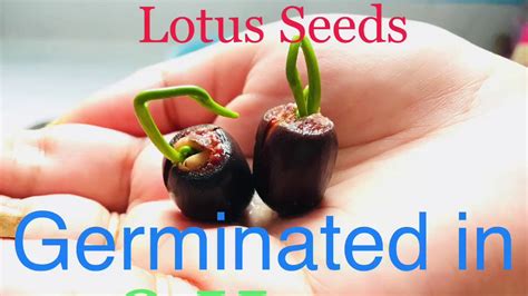 germinate lotus seeds   hours easyly grow water lotus