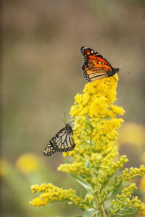 monarch butterflies  goldenrod flowers nebraska pictures nebraska