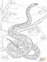Constrictor Mamba Schlange Reptiles Ausmalen Ausmalbilder Schlangen Colorare Ausdrucken Realistic Designlooter sketch template
