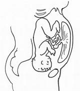 Placenta Baby Anterior Drawing Womb Pregnancy Position Babies Fetal Behind Getdrawings Front Drawings Hands Natural Choose Board Spinning sketch template