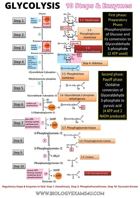 glycolysis poster  steps  enzymes
