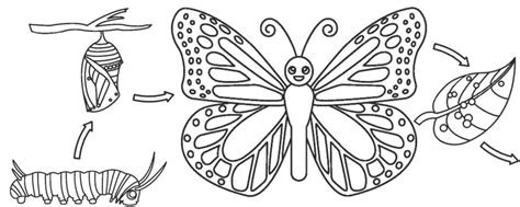 butterfly lifecycle coloring activity ava bear books