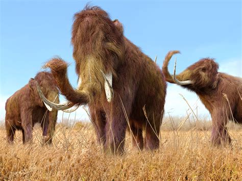 woolly mammoths japanese scientists  significant step  bringing prehistoric giants