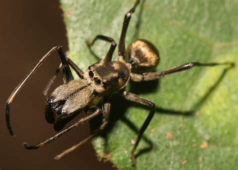 ant spider weird ant mimicking spider featured creature