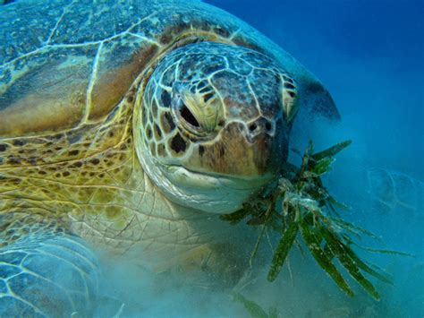 sea turtle feeding