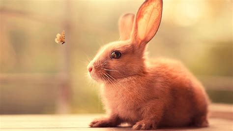 cute brown rabbit  watching butterfly flying hd animals wallpapers