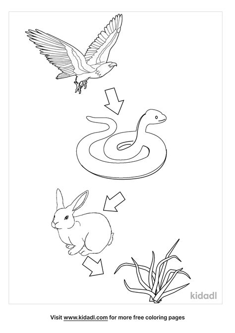 food chain coloring sheets food web coloring pages fo vrogueco