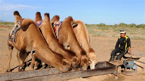 fotos gratis desierto camello camellos sed mongolia paquete