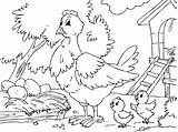 Para Colorear Animales Granja Dibujos Gallina La Gallinas Con Google Pollitos Hen Coloring Chicks Pages Sus Farmanimal Imprimir Tablero Seleccionar sketch template
