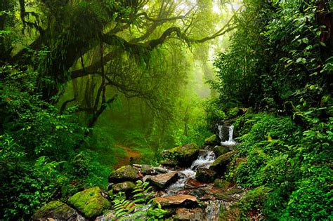 tropischer regenwald bilder und stockfotos istock