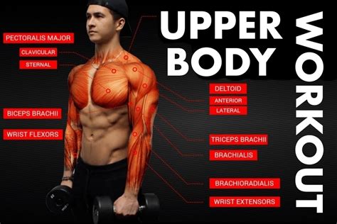 upper body workouts that you can practice 2 times a week