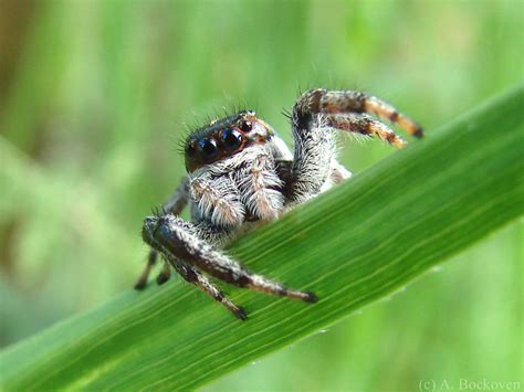 jumping spiders legsmany