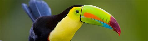 species profile keel billed toucan ramphastos sulfuratus rainforest alliance
