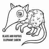 Shrew Rufous Musaraigne Elefante Noire éléphant Livro Colorindo Preto Pretinho Vecteurs sketch template