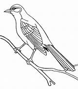 Cuckoo Mockingbird Guira sketch template