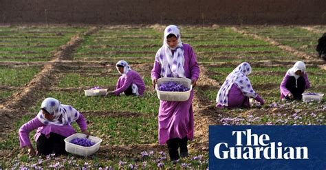 Saffron Picking In Afganistan – In Pictures Art And Design The Guardian