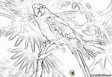 Parrot Coloring Pages Print Color Hellokids Choose Board Sheets sketch template