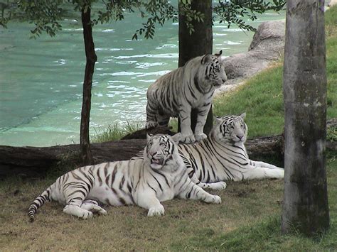 wallpaper zone white tigers  desktop wallpaper white tigers zoo