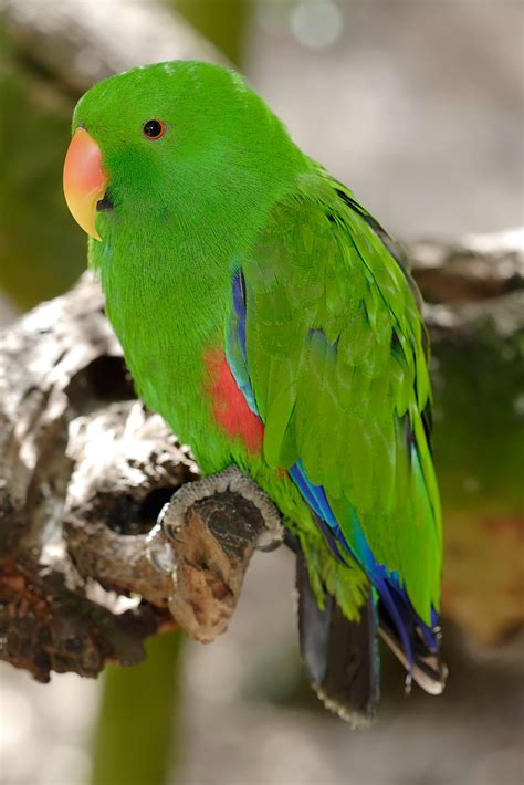 fileeclectus parrot melbourne zoojpg