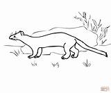 Ermine Ermellino Stoat Disegnare Stampare Designlooter sketch template