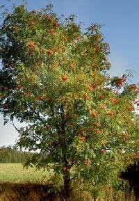 eberesche baumart baum