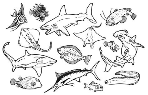 coloring pages  ocean life top coloring pages