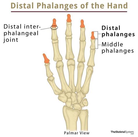 distal phalanx definition location anatomy diagram