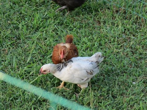can you tell breed and or sex from these photos backyard chickens
