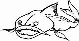 Catfish Coloring Pages Terrifying Drawing Color Getdrawings sketch template