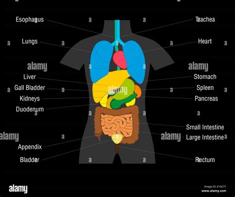 innere organe diagramm schematische darstellung mit farbigen organe