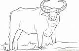 Buffalo Coloringpages101 sketch template