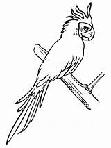 Parakeet Cockatiel Coloriages Perruches Oiseaux Printmania sketch template