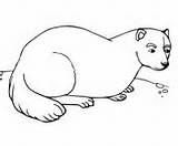 Ferret Coloring Polecat Footed American sketch template