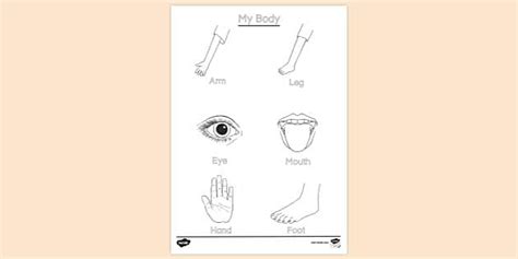 parts   body colouring colouring sheets