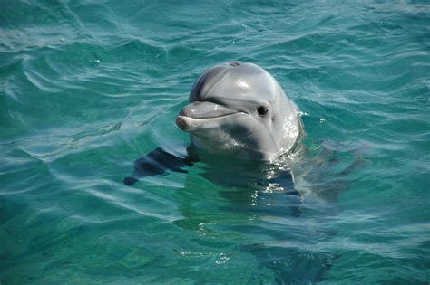 swimming  dolphins  dubai dubai journal