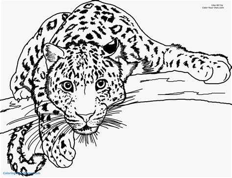 realistic cheetah coloring pages  getcoloringscom  printable colorings pages  print