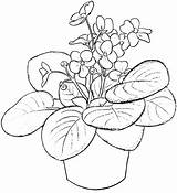 Coloring Flowers Violets Bestcoloringpagesforkids sketch template