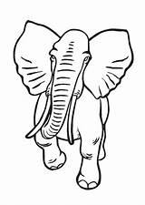 Elefant Afrikanischer Alter Elefanten Ausmalbild Ausmalen sketch template