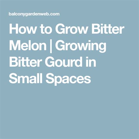 grow bitter melon growing bitter gourd  small spaces