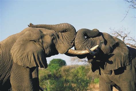 amazing facts  african elephants