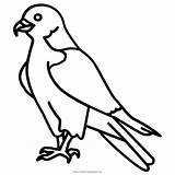 Falcon Peregrine Beak Transprent Fly Clipartkey sketch template