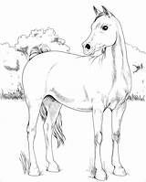 Arabian Colorare Pages Cavallo Cavalli Arabo Paard Disegno Paarden Araber Tekening Cavalo Lineart Tekeningen Friesian Magic sketch template