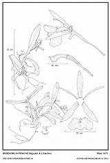 Difforme Epidendrum Hágsater Sánchez Group sketch template