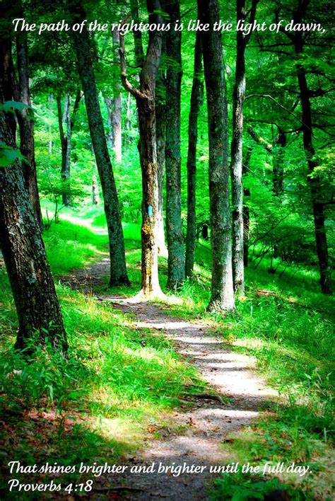 pathway pathways tree photo