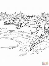 River Crocodile Coloring Pages Bank Drawing Printable Simple Color Clipart sketch template