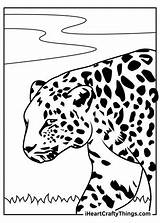 Leopards Leopard Cheetah sketch template