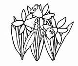 Coloring Pages Daffodils Daffodil Three sketch template