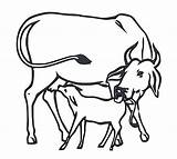 Cow Calf Drawing Clipart Cows Svg Inc Transparent Clipartbest  Drawings Getdrawings Webstockreview Paintingvalley Clip Clipground sketch template