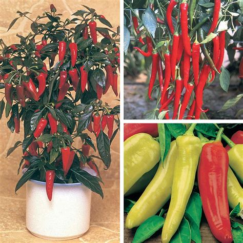 Nicely Spicy Chilli Pepper Plant Collection From Mr Fothergills Seeds